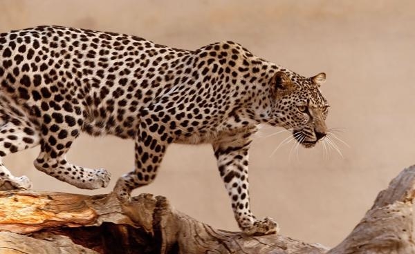 النمور العربية المهددة بالانقراض من أكثر المخلوقات جاذبية بالمحمية- ناشيونال جيوجرافيك