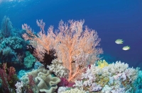 الشعاب المرجانية - أرشيفية اليوم