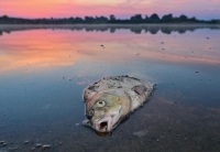 كارثة بيئية أودت بحياة 360 طنا من الأسماك في نهر أودر - د ب أ