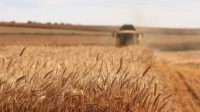 محصول القمح في شمال إفريقيا تأثر بالجفاف الشديد - مشاع إبداعي