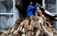 الصين تباشر 70 ألف قضية جنائية مرتبطة بالحياة البرية - رويترز