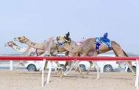 تتنافس فرق الهجن على الأكثر سرعة والأفضل مهارة على ميادين السباق - الاتحاد السعودي للهجن