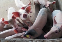 "صحة الحيوان": بوتان ترصد تفشيا لحمى الخنازير الإفريقية