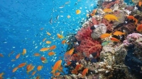 الاتفاقية تسعى إلى الحفاظ على التنوع البيولوجي للمحيطات - اليوم