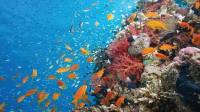 تضم 100 دولة.. اتفاقية عالمية بشأن التنوع البيولوجي في أعالي البحار