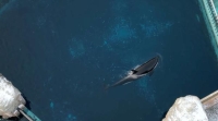 كيسكا آخر حوت أوركا أو حوت قاتل في كندا، تسبح في خزانها الخرساني في شلالات نياجرا - رويترز