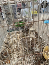 أحد أنواع الطيور في القفص للبيع بأسواق الشرقية العشوائية- اليوم