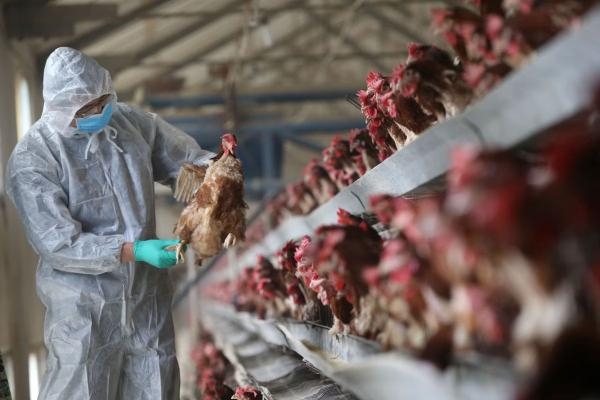 ظهور إنفلونزا الطيور يوقف صادرات الدجاج في تشيلي