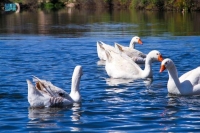 الطائف.. "بحيرة البط والأوز" مقصد هواة جمال الطبيعة في ليالي شهر رمضان