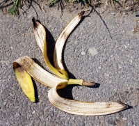 قشر الموز- مشاع إبداعي