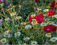 المواطن يستنبت 20 نوعًا من أعشاب الربيع المختلفة - واس