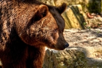 تسبب الدب البني في وفاة عداء إيطالي وتطالب احتجاجات بإطلاق سراحه - مشاع إبداعي