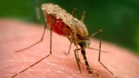 في يومه العالمي.. دول العالم تشارك في مكافحة الملاريا