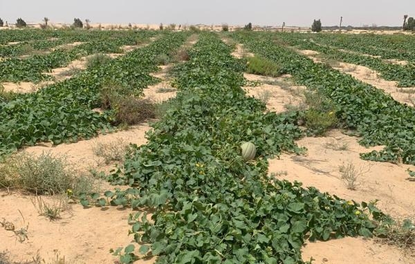 مراحل زراعة البطيخ الأحسائي حتى النضج - اليوم