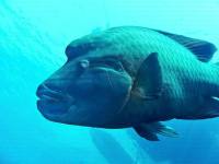 بيئة المدينة المنورة: حظر صيد أسماك الترباني في البحر الأحمر