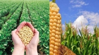 توقعات هبوطية لمحاصيل الذرة وفول الصويا