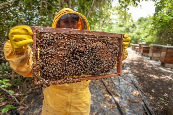 يتزايد معدل موت النحل في المزارع الأمريكية والأوروبية سنويًا- مشاع إبداعي