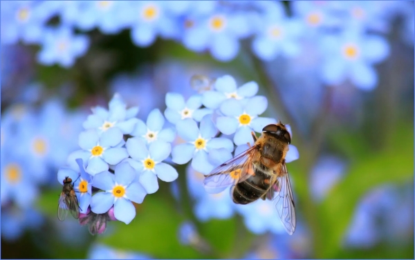 سيتبب النحل في أزمة غذائية عالمية حال انقراضه- مشاع إبداعي