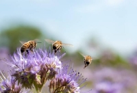 تحتفل الأمم المتحدة بيوم النحل العالمي في الـ 20 من مايو للتوعية بخطورة انقراضه- مشاع إبداعي