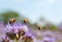 مجاعات واختلال بيئي.. ماذا لو اختفى النحل من العالم؟