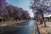 تتزامن فاعليات شارع الفن مع تفتح أزهار أشجار الجاكرندا في حلتها البنفسجية الأخاذة - welcome saudi