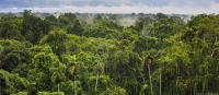 غابة الأمازون.. تجربة جديدة لقياس تأثير ارتفاع ثاني أكسيد الكربون على الأشجار
