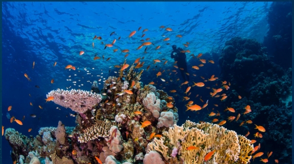 تضم الجزيرة أكثر من 600 نوع من الكائنات الأصلية من البحر الأحمر - موقع نيوم 