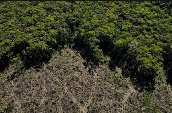 إزالة الغابات في منطقة الأمازون - رويترز