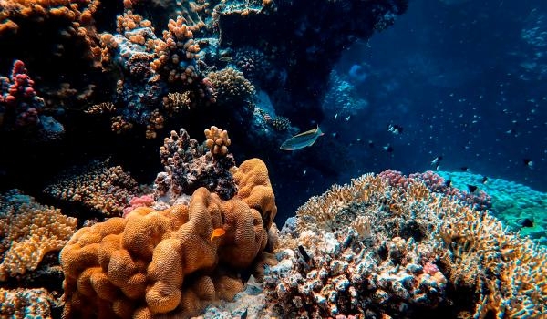 مبادرات لتعزيز جهود الحفاظ على الشعاب المرجانية - موقع Bioneers