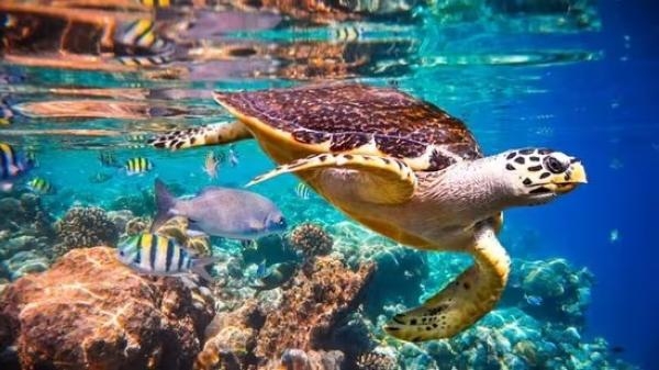 مشروعات لإثراء التنوع البيولوجي البحري واستعادة الحياة المائية - موقع Hindustan Times