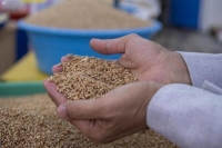 الهيئة العامة للأمن الغذائي تصرف مستحقات الدفعة الخامسة لمزارعي القمح المحلي - مشاع إبداعي
