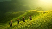 مزارع الأرز في فيتنام