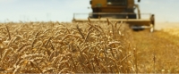 الأمن الغذائي: صرف 126 مليون ريال مستحقات الدفعة السادسة لمزارعي القمح المحلي