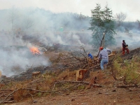 حرائق الغابات في الجزائر أسفرت عن وقوع ضحايا - مشاع إبداعي