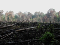 البيئة العالمية في خطر بسبب القطع الجائر لأشجار الأمازون - وكالات