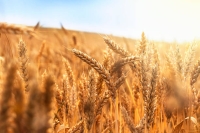 مستحقات الدفعة الـ 11 لمزارعي القمح بلغت 109 ملايين ريال- مشاع إبداعي