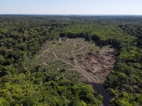 حماية غابات الأمازون - رويترز