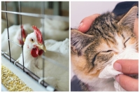 العثور على آثار لإنفلوانزا الطيور في نوعين من طعام القطط - موقع newsweek