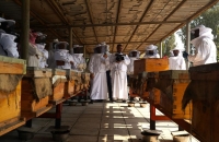 القطيف تستعرض إنتاج عسل المانجروف بـ 2278 خلية نحل.. الخميس
