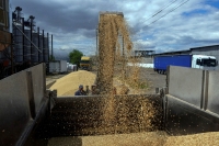 الحبوب الأوكرانية تسهم في استقرار الأمن الغذائي العالمي - رويترز