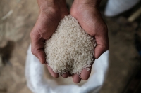 كيف يؤثر اضطراب أسواق الأرز على الشرق الأوسط والعالم؟