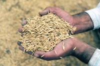 الهند تدرس فرض مزيد من القيود على تصدير الأرز