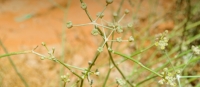 القزاح من أشهر نباتات الفصيلة الخيمية التي تنمو في محمية الإمام تركي- حساب المحمية بمنصة إكس