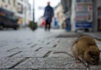 تعاني مدن سياحية عالمية من غزو الفئران- مشاع إبداعي