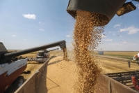 أوكرانيا تنتج نحو 20٪ من القمح العالمي - بلومبرغ