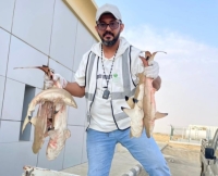  تم ضبط 45 سمكة قرش (محظور صيدها) بحوزة صيادين بمركز رأس محيسن شمال المحافظة - اليوم