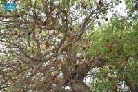 شجرة "الباوباب".. شاهدة على رحلة الحجاج الأفارقة منذ 150 عامًا