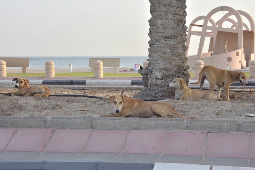 وزارة الصحة تحذر من عضات الكلاب (تصوير: طارق الشمر)