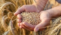 تراجع أسعار القمح العالمية بنسبة 1.6% - مشاع إبداعي