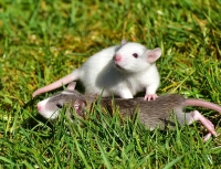 الدراسة أجريت على أعصاب الفئران - مشاع إبداعي